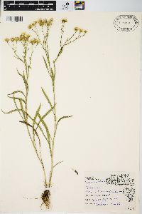 Aster ptarmicoides image