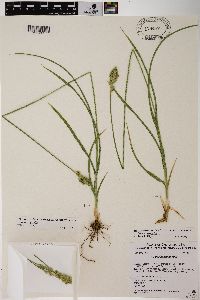 Carex specifica image