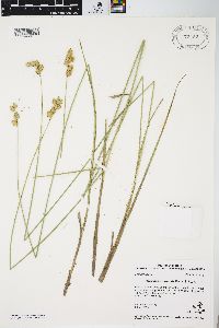 Carex missouriensis image