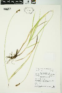 Carex oronensis image