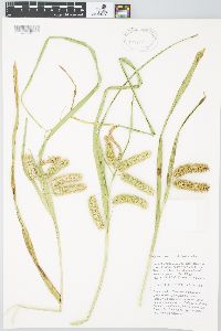 Carex comosa image