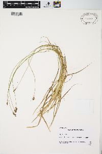 Carex athrostachya image