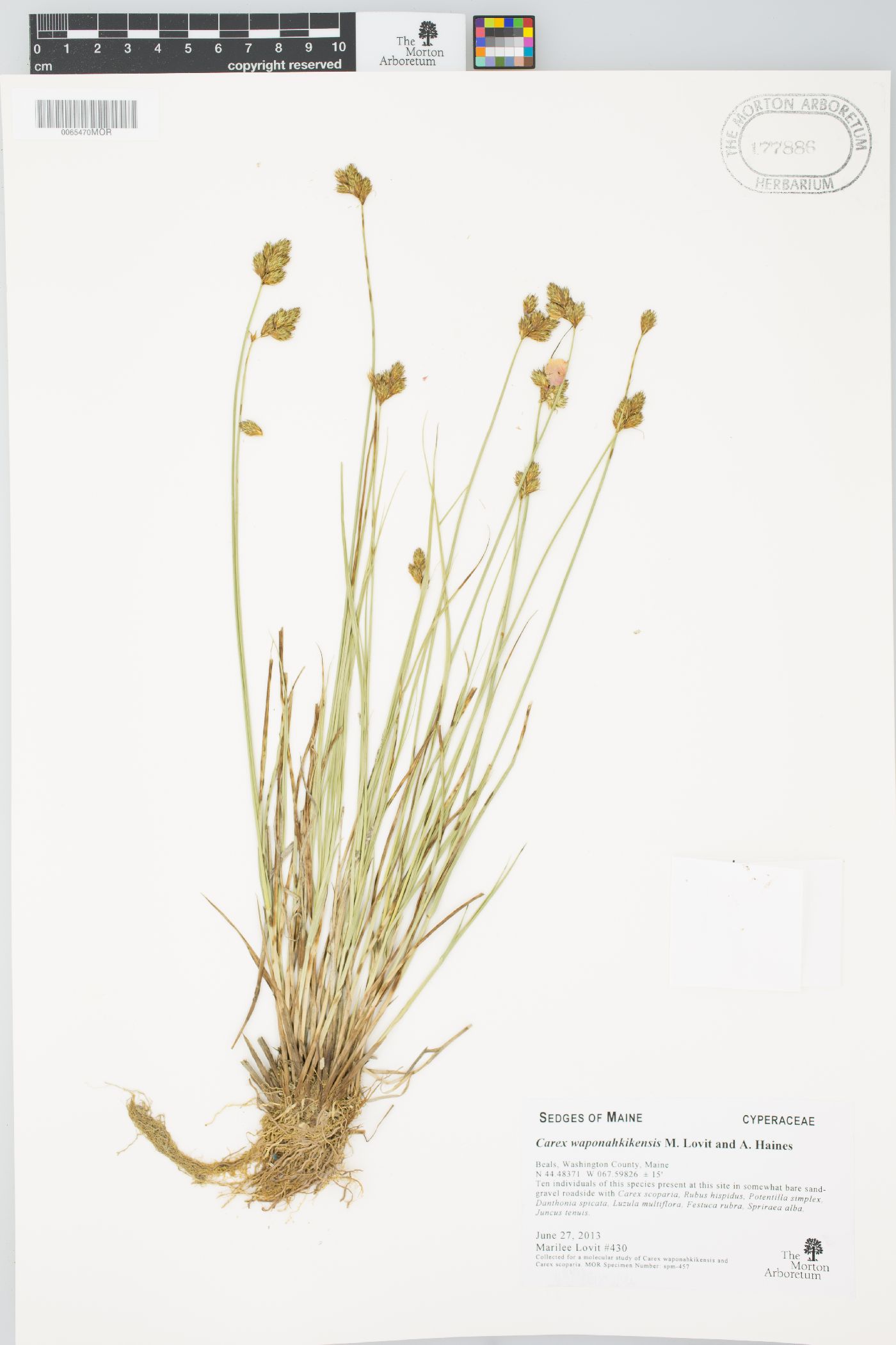 Carex waponahkikensis image