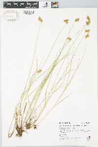 Carex waponahkikensis image