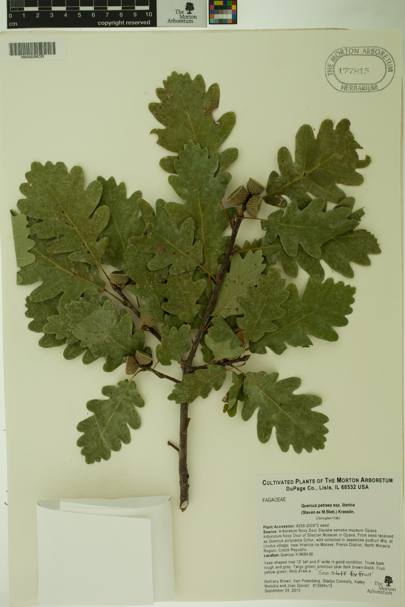 Quercus petraea subsp. iberica image