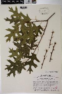 Quercus × palaeolithicola image