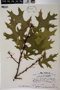 Quercus × palaeolithicola image