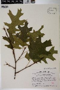 Quercus × palaeolithicola image