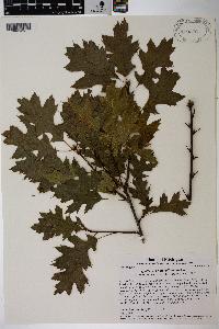 Quercus × palaeolithicola image