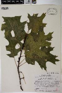 Quercus × palaeolithicola image