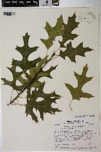 Quercus × palaeolithicola image