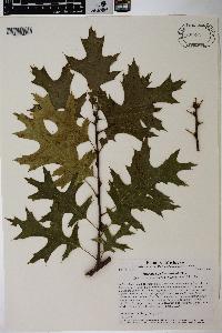 Quercus × palaeolithicola image