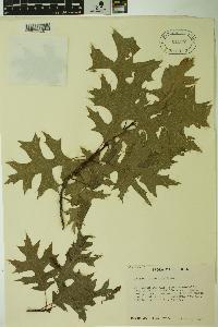 Quercus palustris image