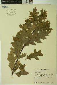 Quercus palustris image