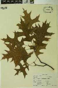 Quercus palustris image