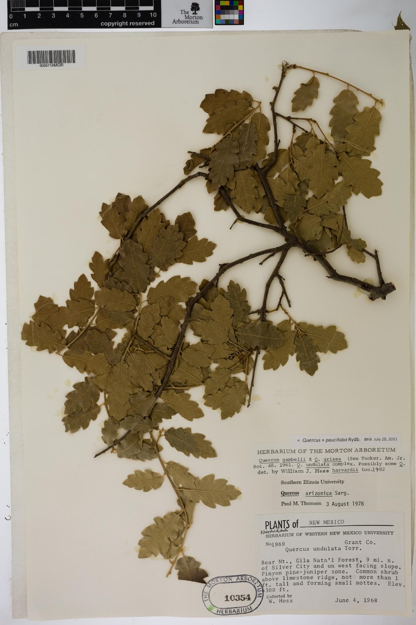 Quercus pauciloba image