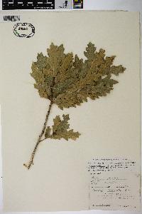 Quercus pauciloba image