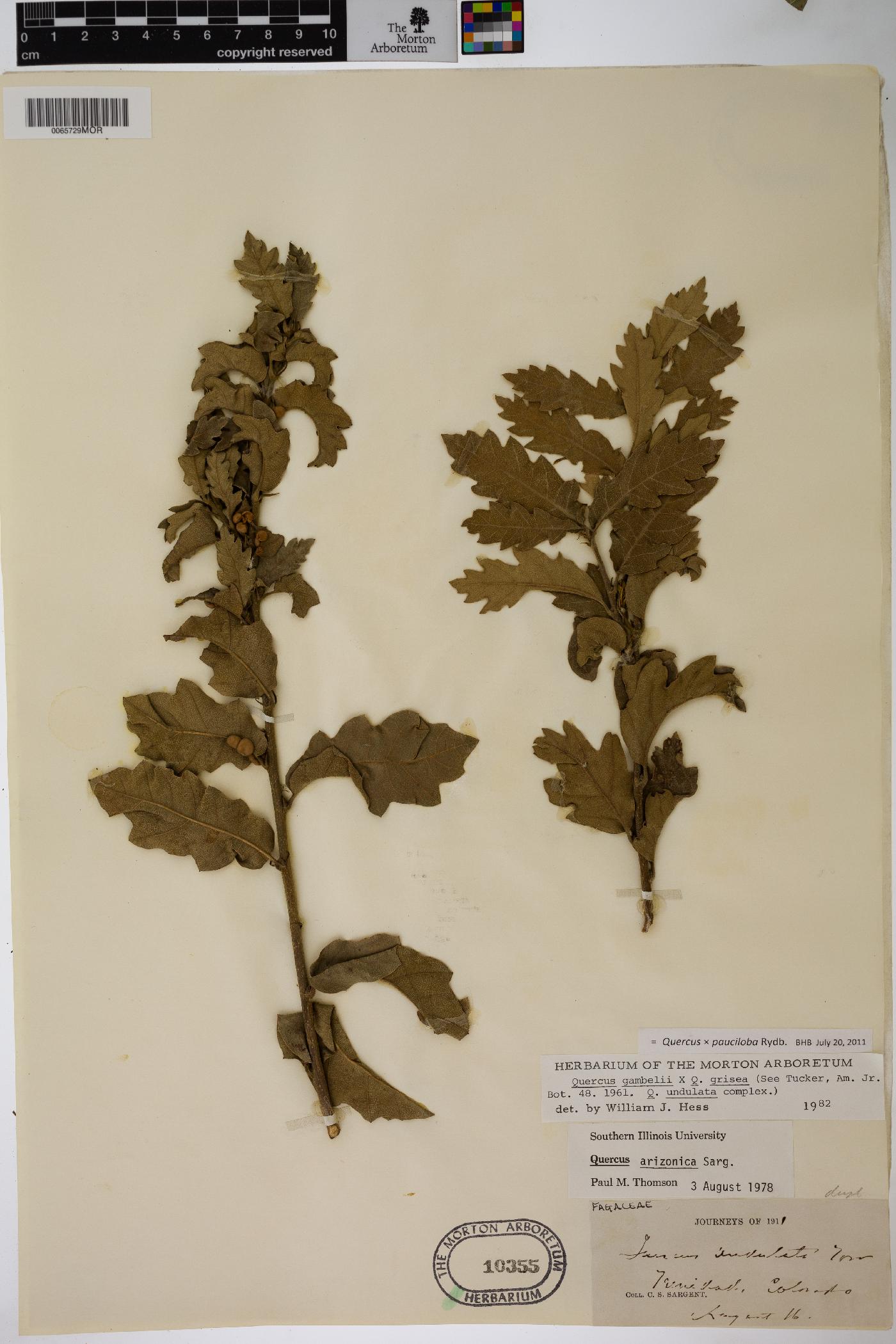 Quercus pauciloba image