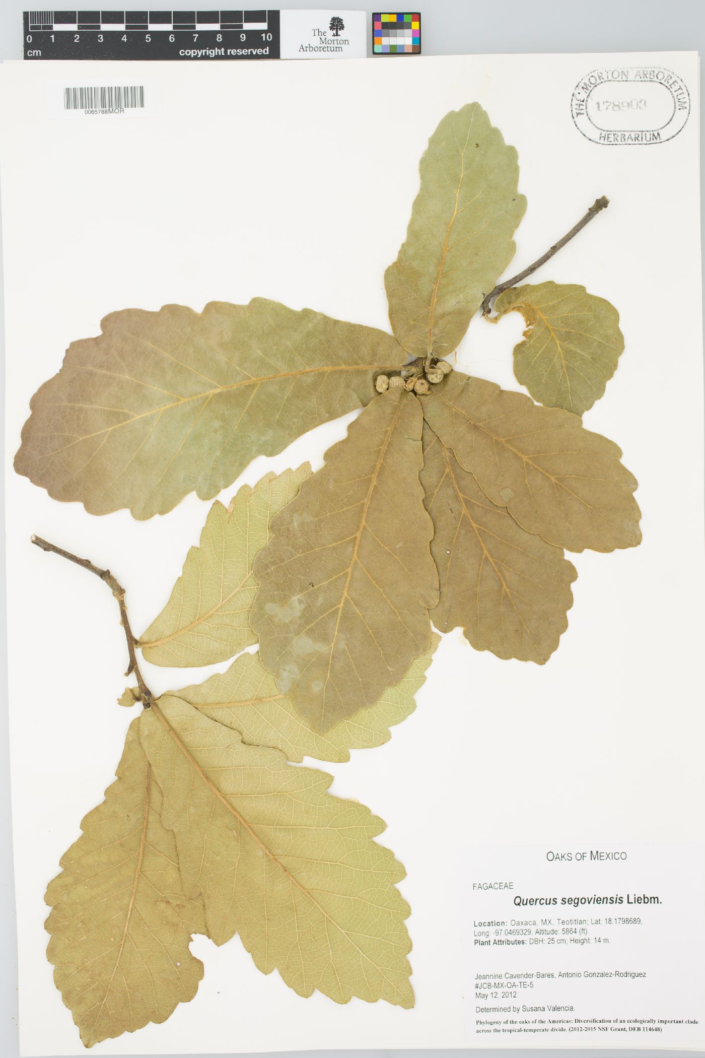 Quercus segoviensis image