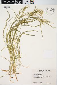 Carex arctata image