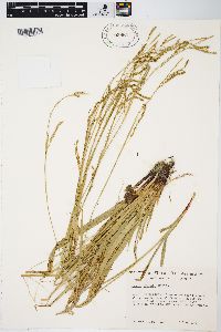 Carex arctata image