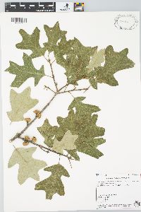 Quercus ilicifolia image