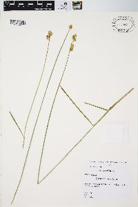 Carex adusta image