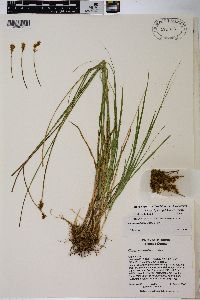 Carex pachystachya image