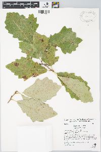 Quercus bicolor image