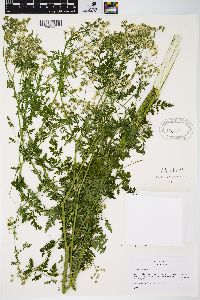 Conium maculatum image