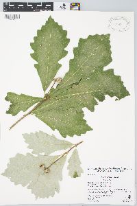 Quercus bicolor image