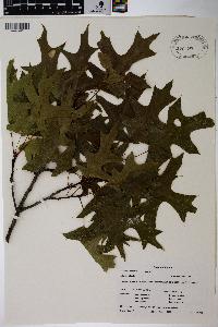 Quercus palustris image