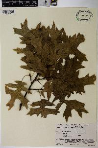 Quercus palustris image