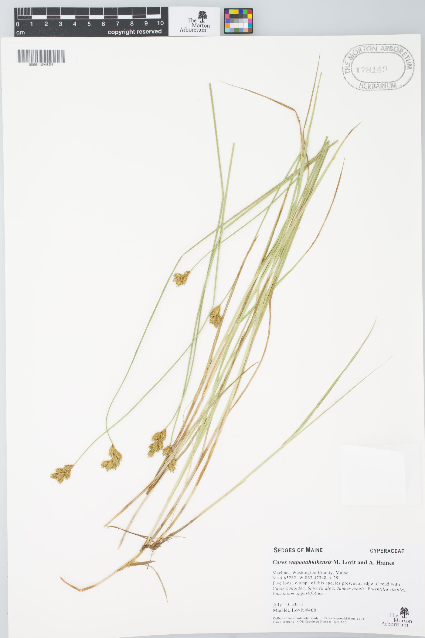 Carex waponahkikensis image
