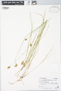 Carex waponahkikensis image