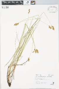Carex waponahkikensis image
