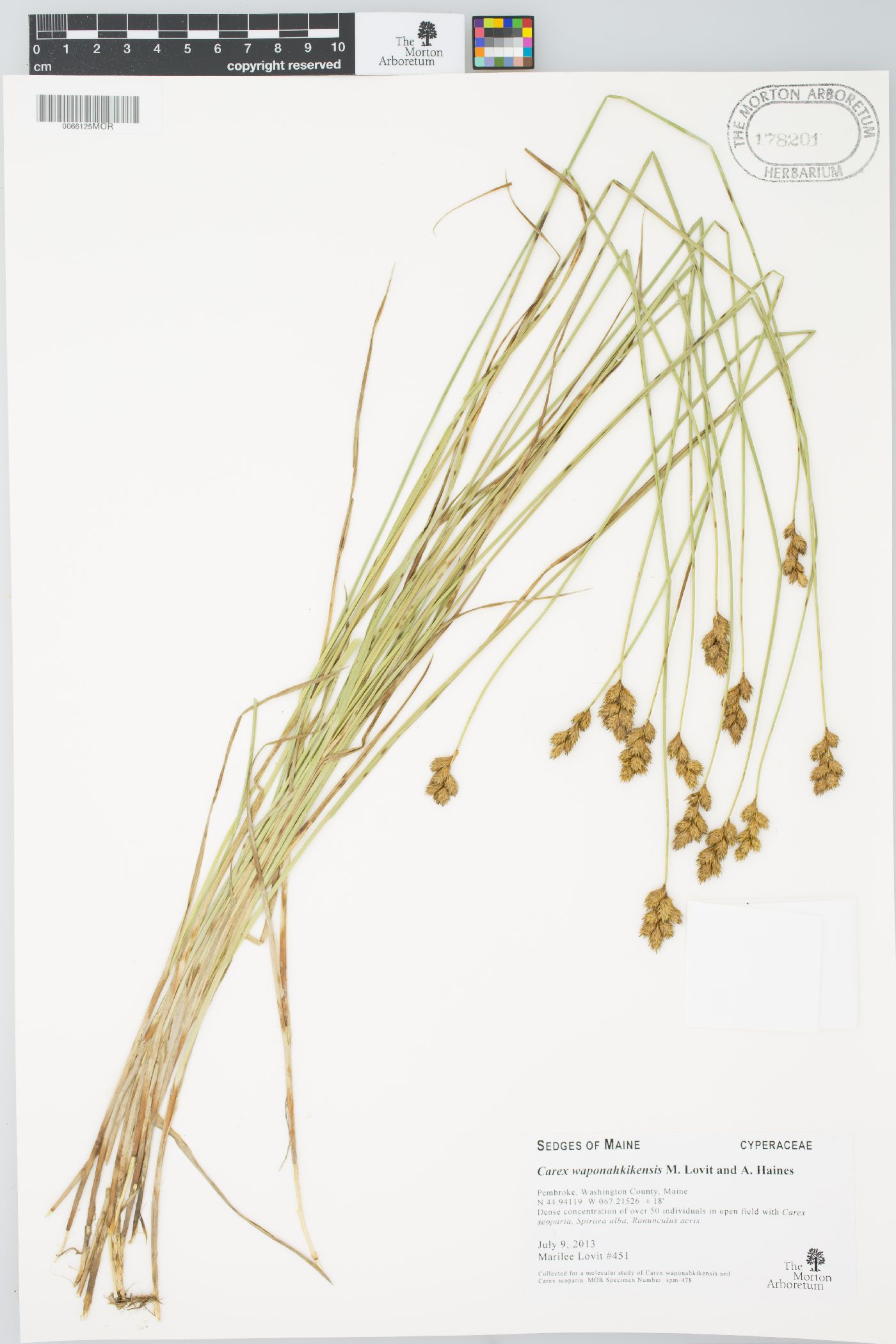 Carex waponahkikensis image