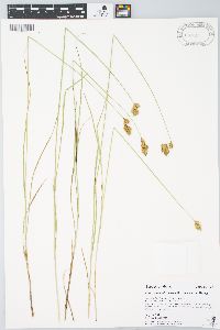 Carex waponahkikensis image