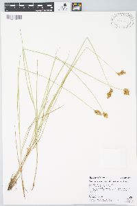 Carex waponahkikensis image