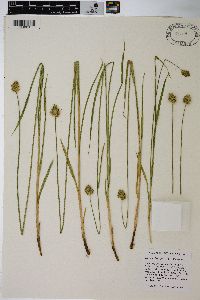 Carex pachycarpa image