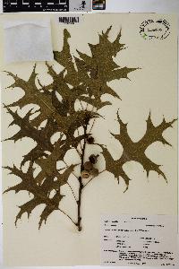 Quercus palustris image