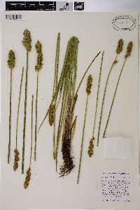 Carex fracta image