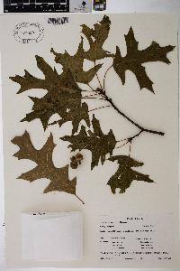 Quercus palustris image