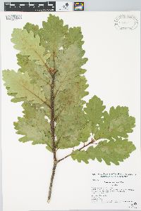 Quercus dalechampii image