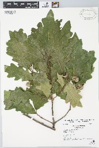 Quercus bicolor image