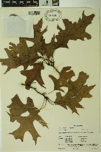 Quercus palustris image