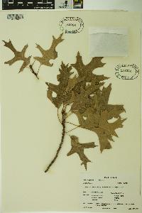 Quercus palustris image