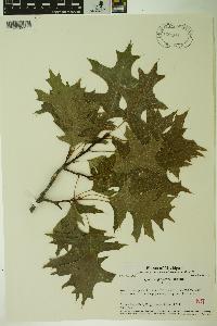 Quercus palustris image