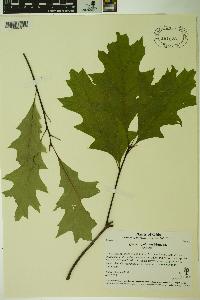 Quercus palustris image