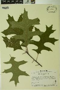 Quercus palustris image